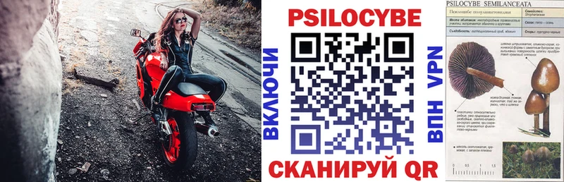 Купить  Боготол  Псилоцибиновые грибы Psilocybine cubensis 